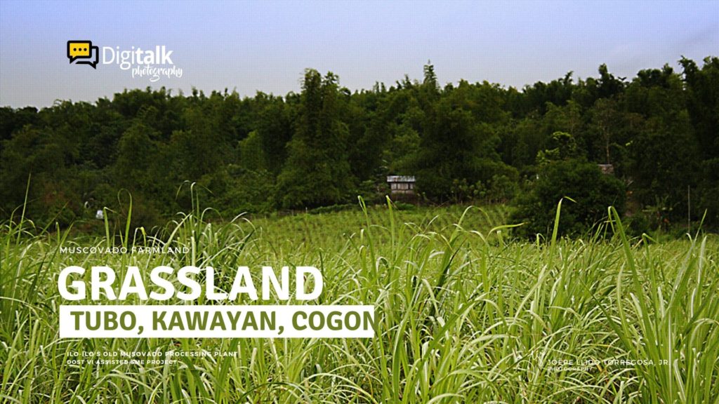 Grassland: Tubo, Kawayan & Cogon